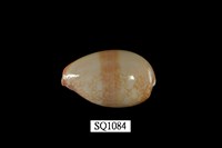 藏品(雪山寶螺)的圖片